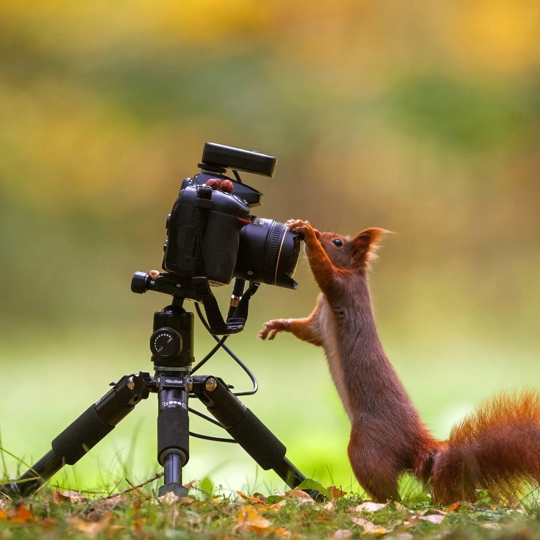 Rollei C-Serie|Tisch- & Ministative-Compact Traveler Mini M-1 Stativ schwarz